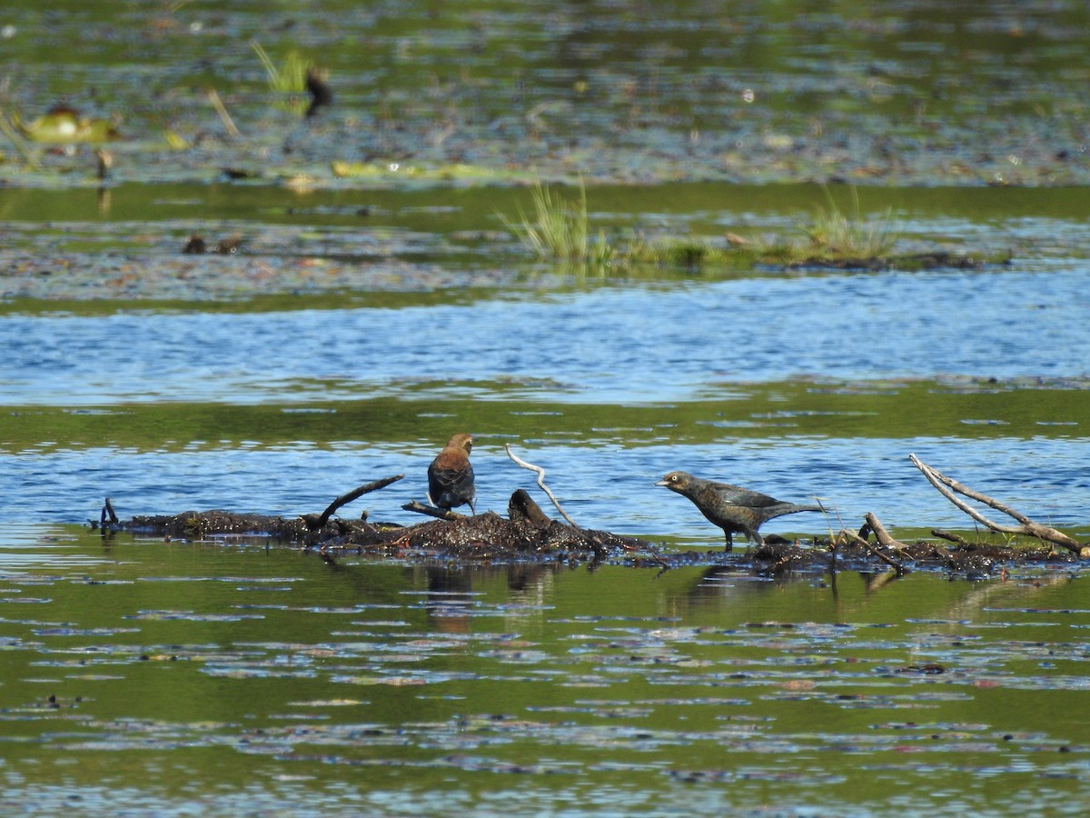 Rusty Blackbird - ML642819987
