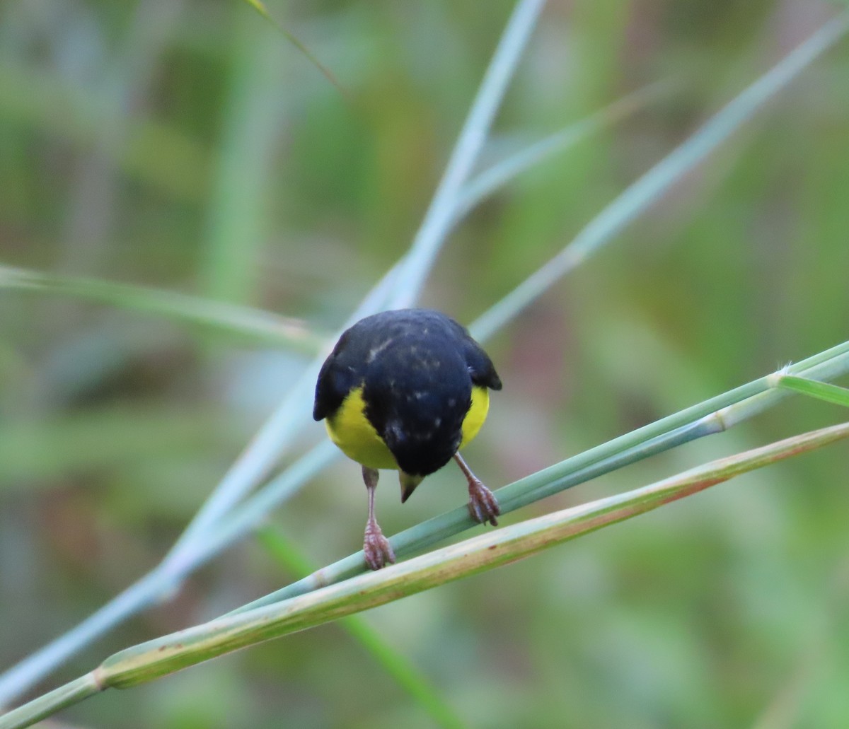 Lesser Goldfinch - ML642819988