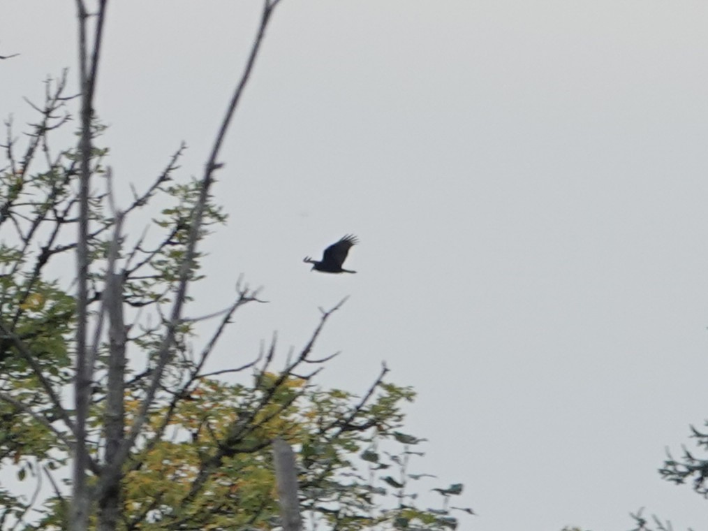 Turkey Vulture - ML642819991