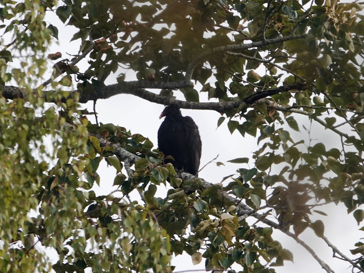 Turkey Vulture - ML642819992