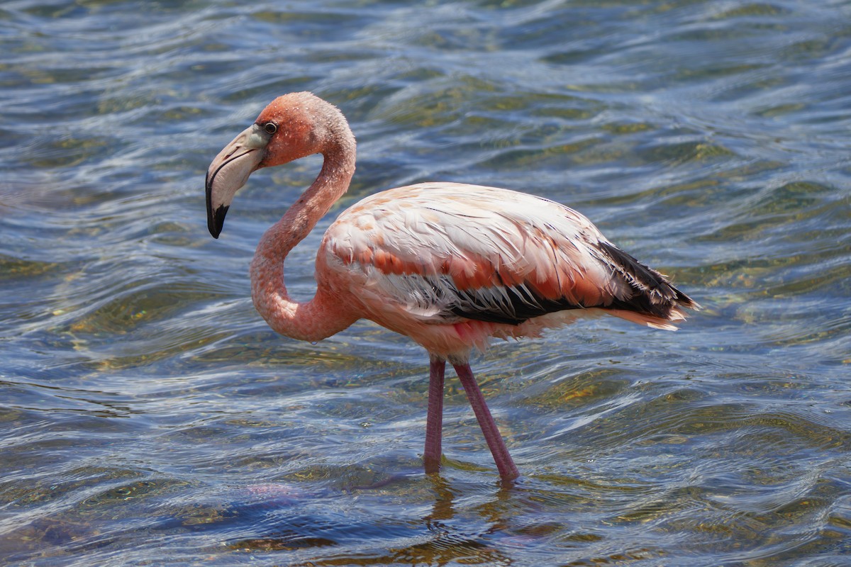 Flamant des Caraïbes - ML642819994