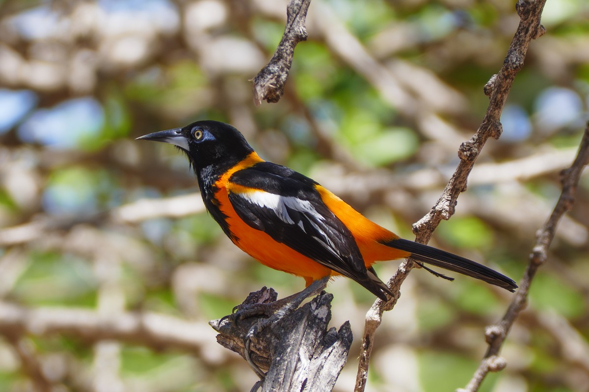 Oriole troupiale - ML642820001