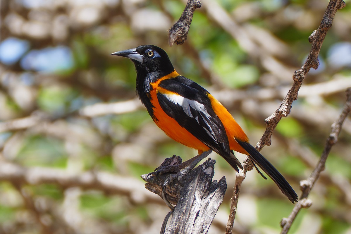 Oriole troupiale - ML642820002