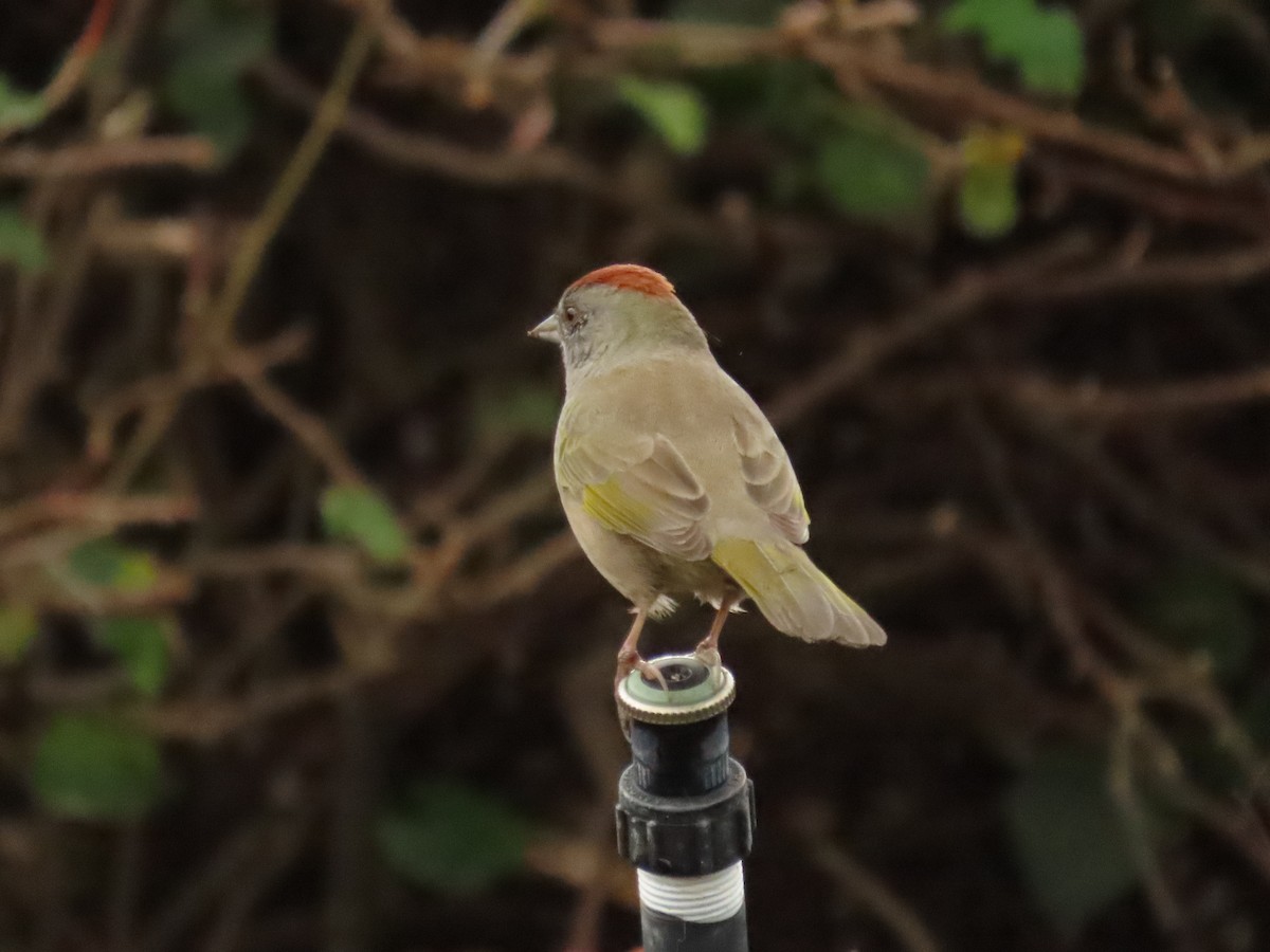 Green-tailed Towhee - ML642820016