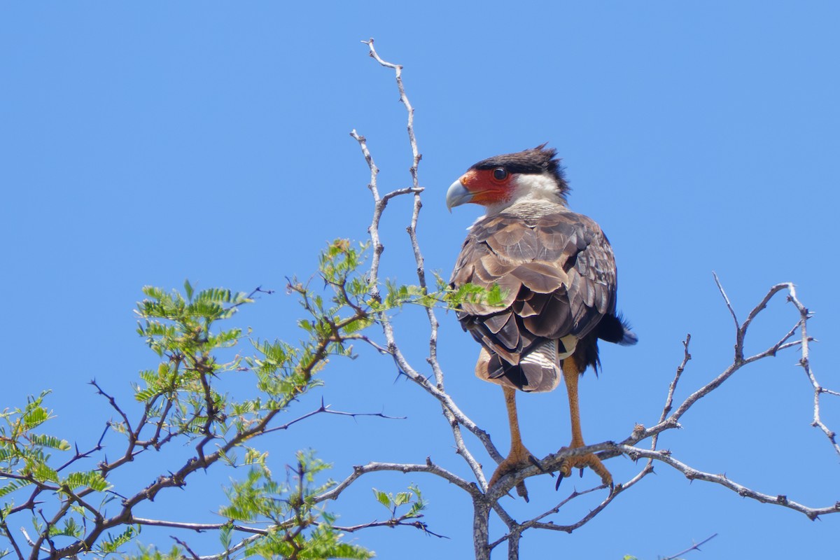 Caracara huppé - ML642820017