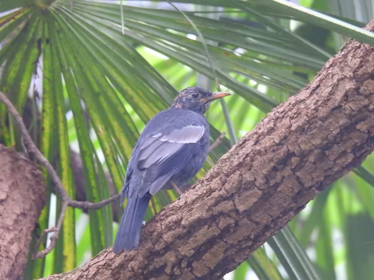 Gray-winged Blackbird - ML642820039