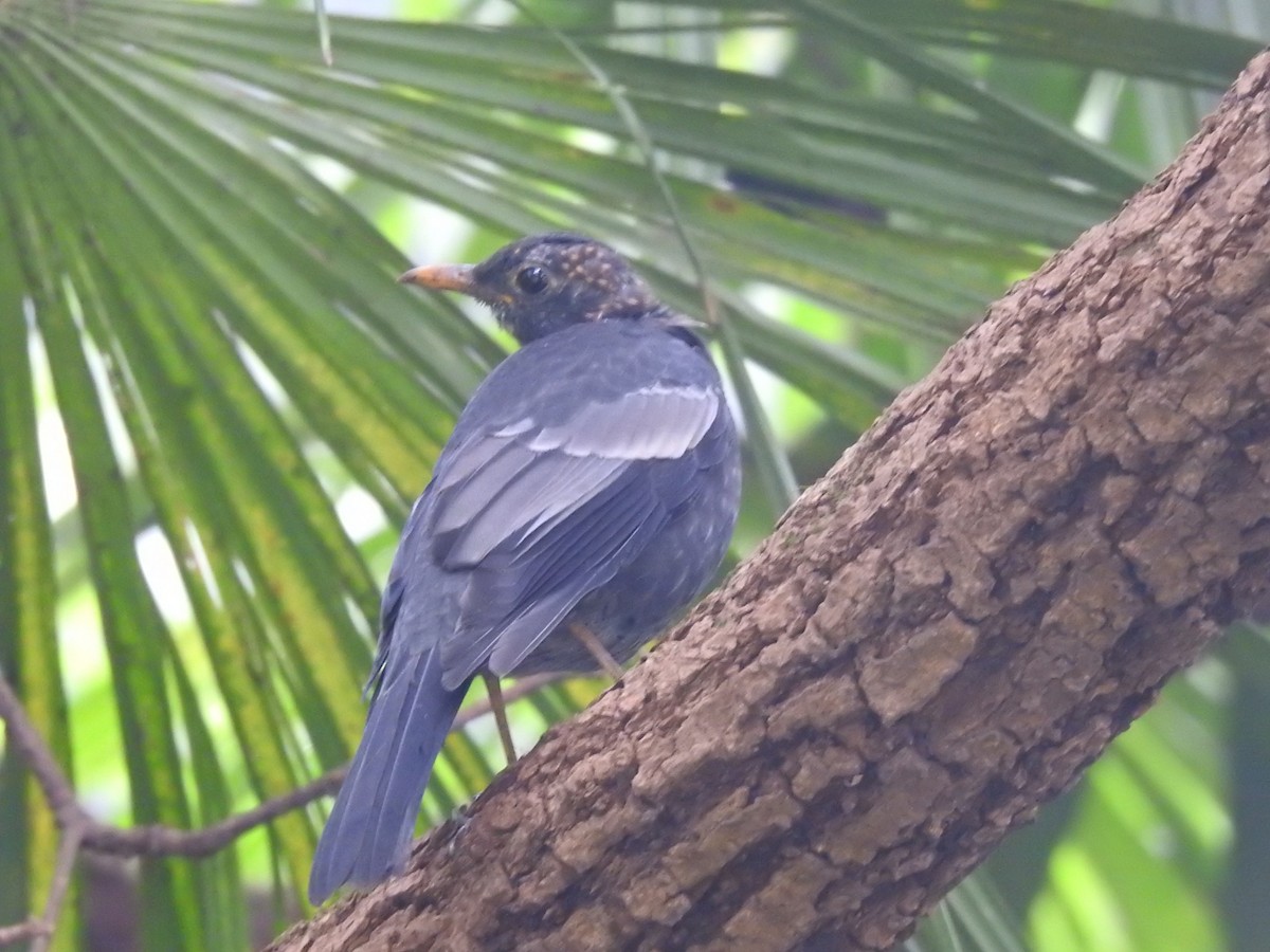 Gray-winged Blackbird - ML642820040