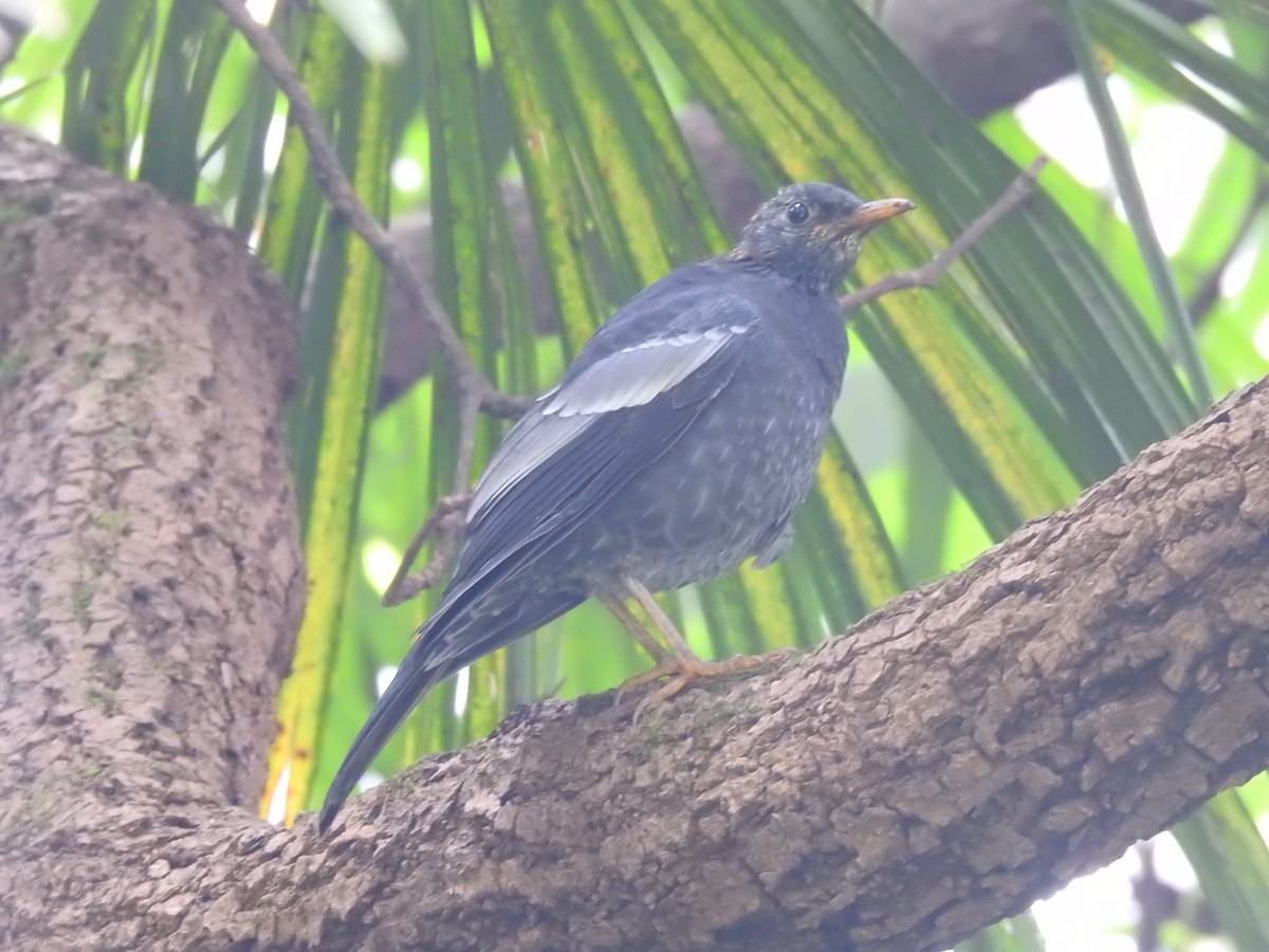 Gray-winged Blackbird - ML642820041