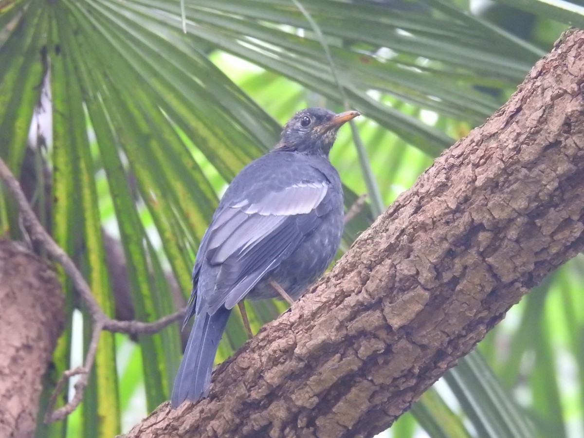 Gray-winged Blackbird - ML642820042