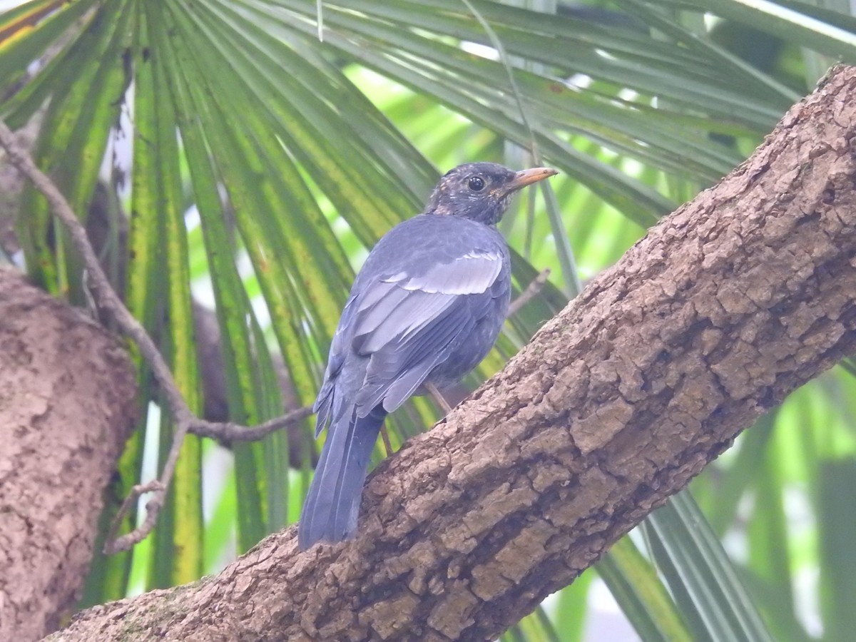 Gray-winged Blackbird - ML642820043