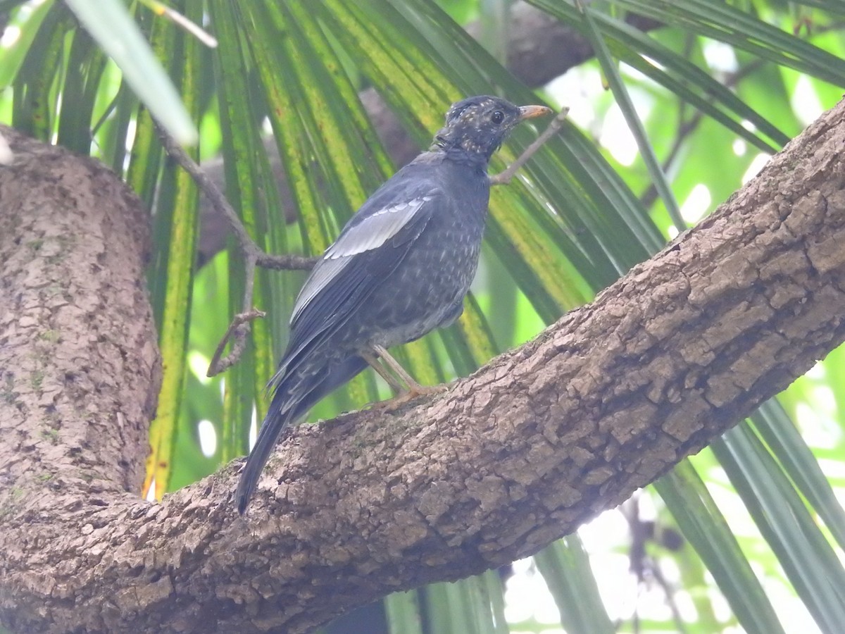 Gray-winged Blackbird - ML642820044