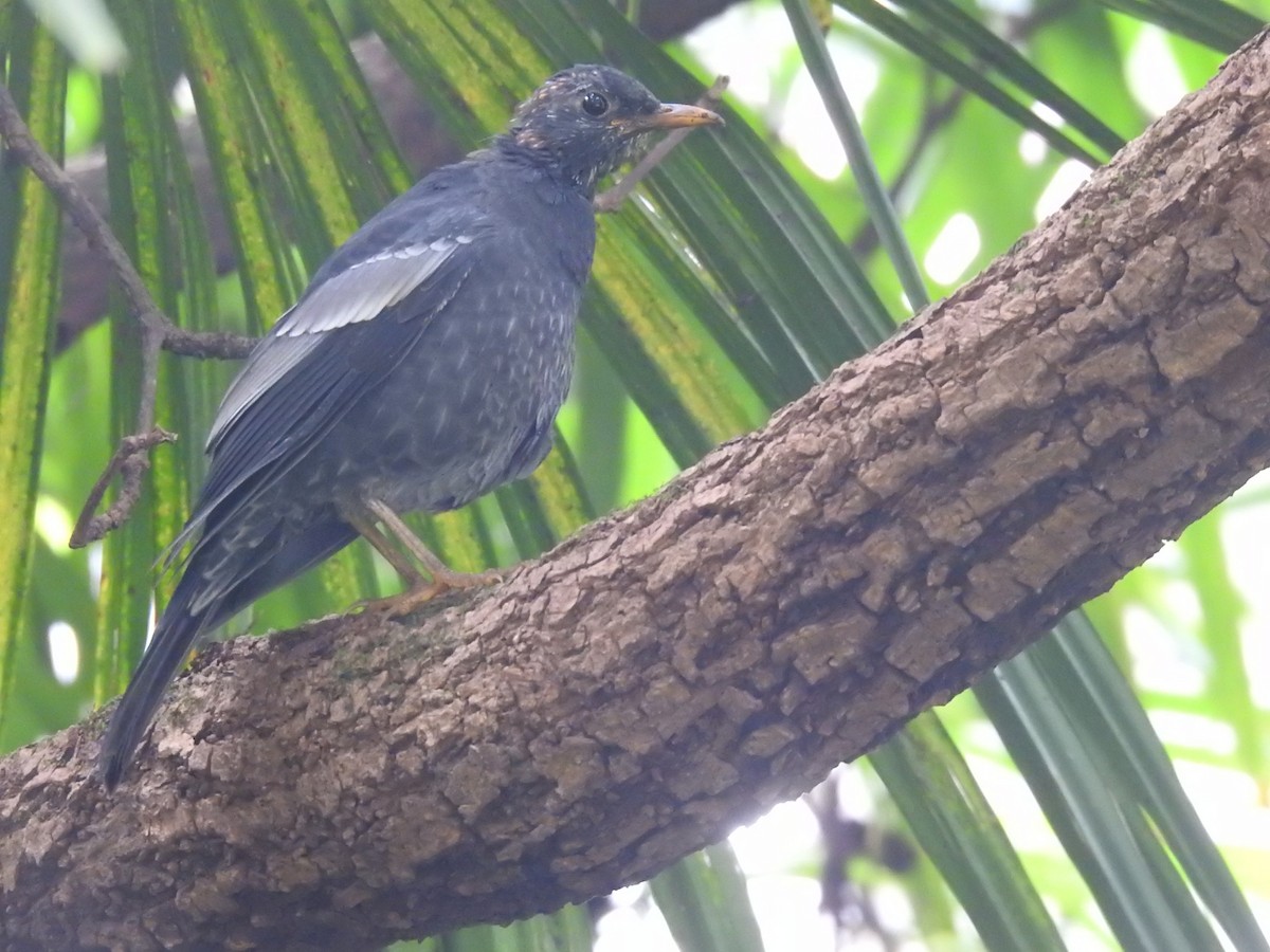 Gray-winged Blackbird - ML642820045
