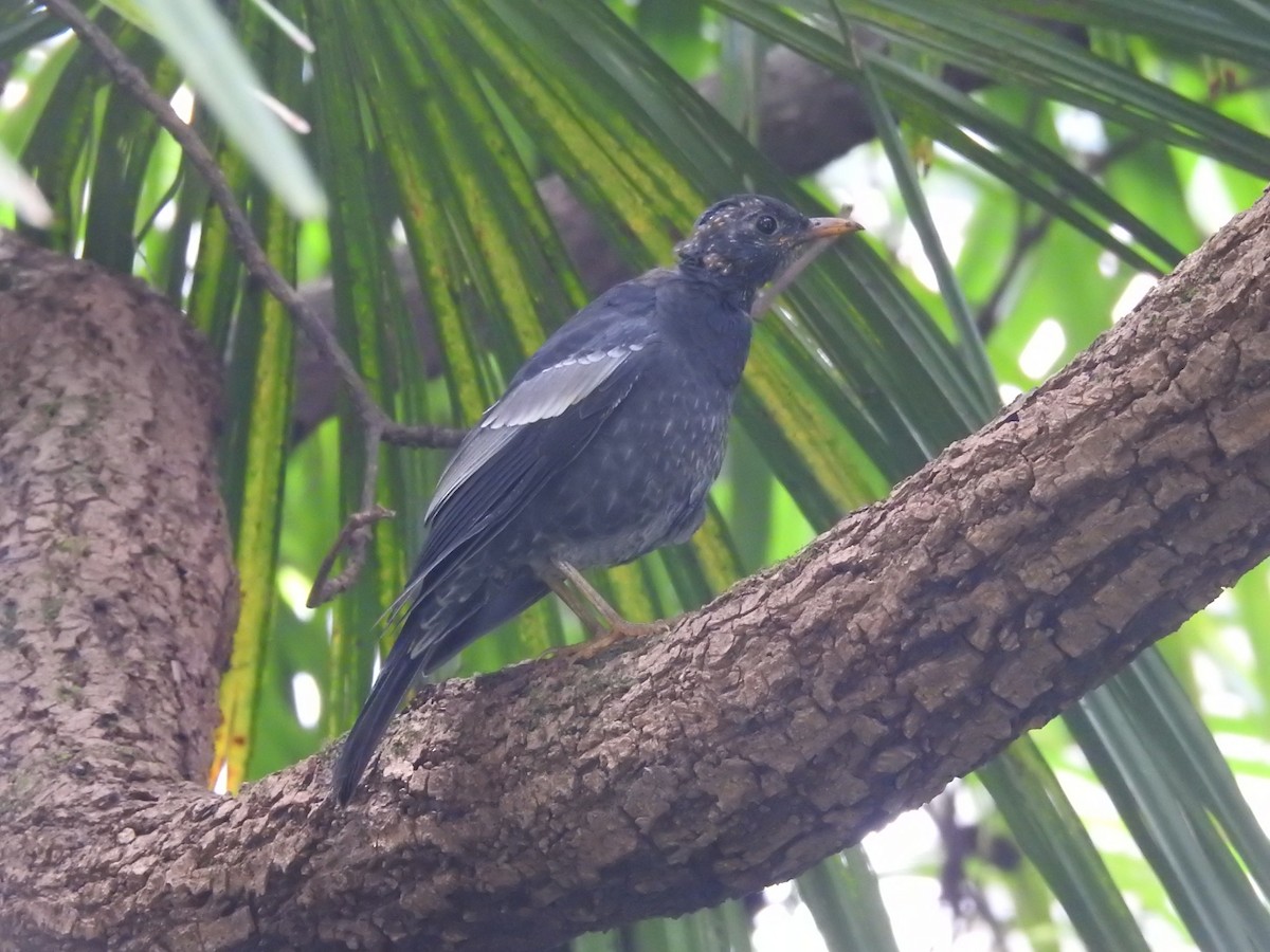Gray-winged Blackbird - ML642820046
