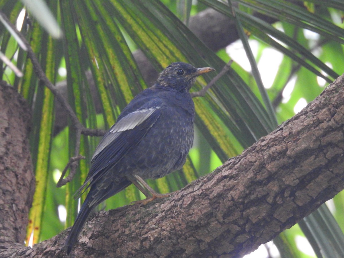 Gray-winged Blackbird - ML642820047