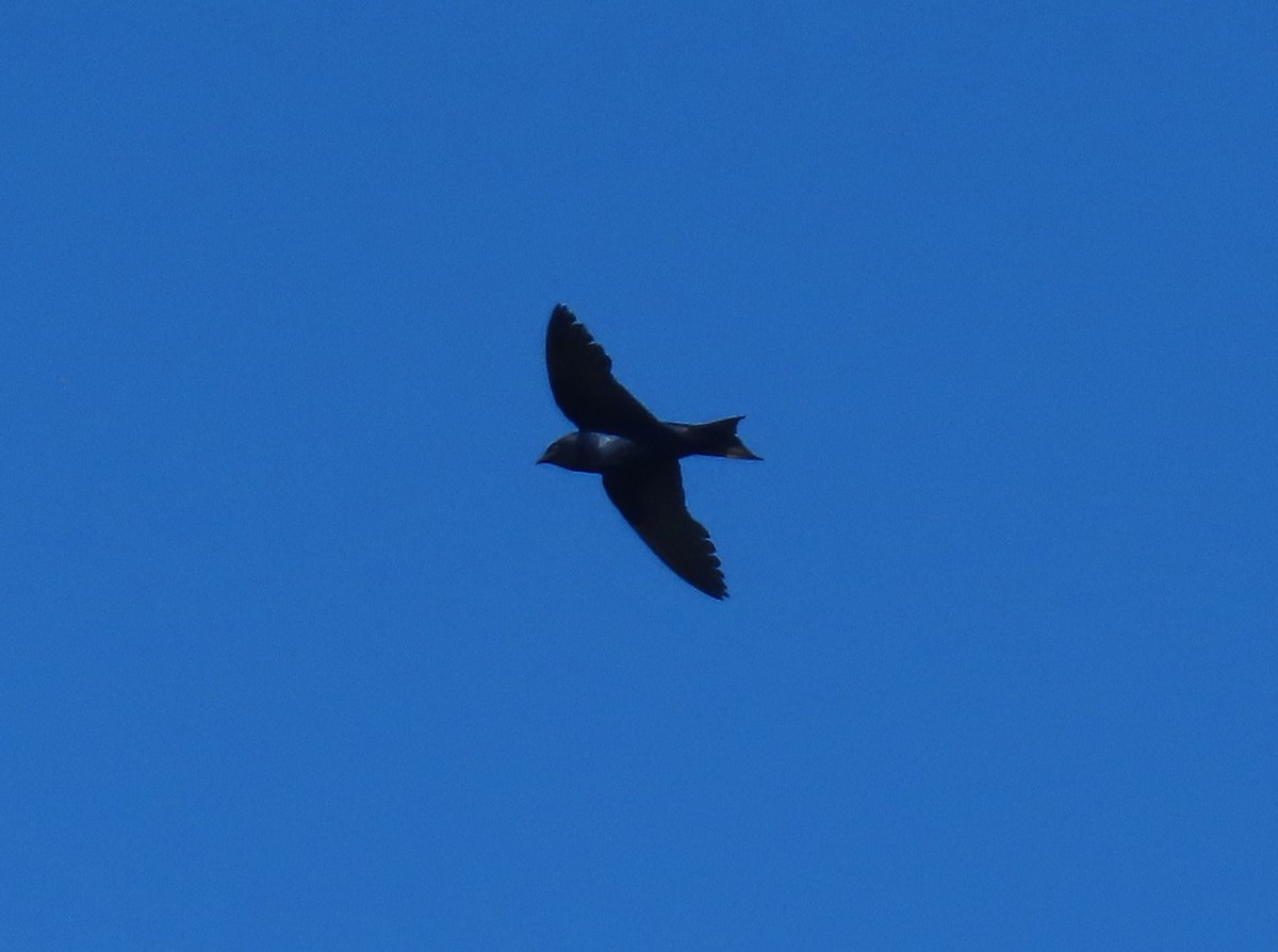Purple Martin - ML642820050