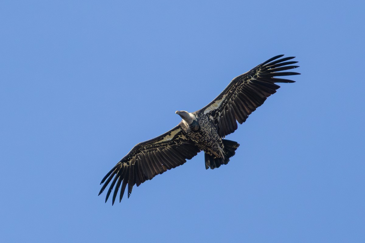 Rüppell's Griffon - ML642820052