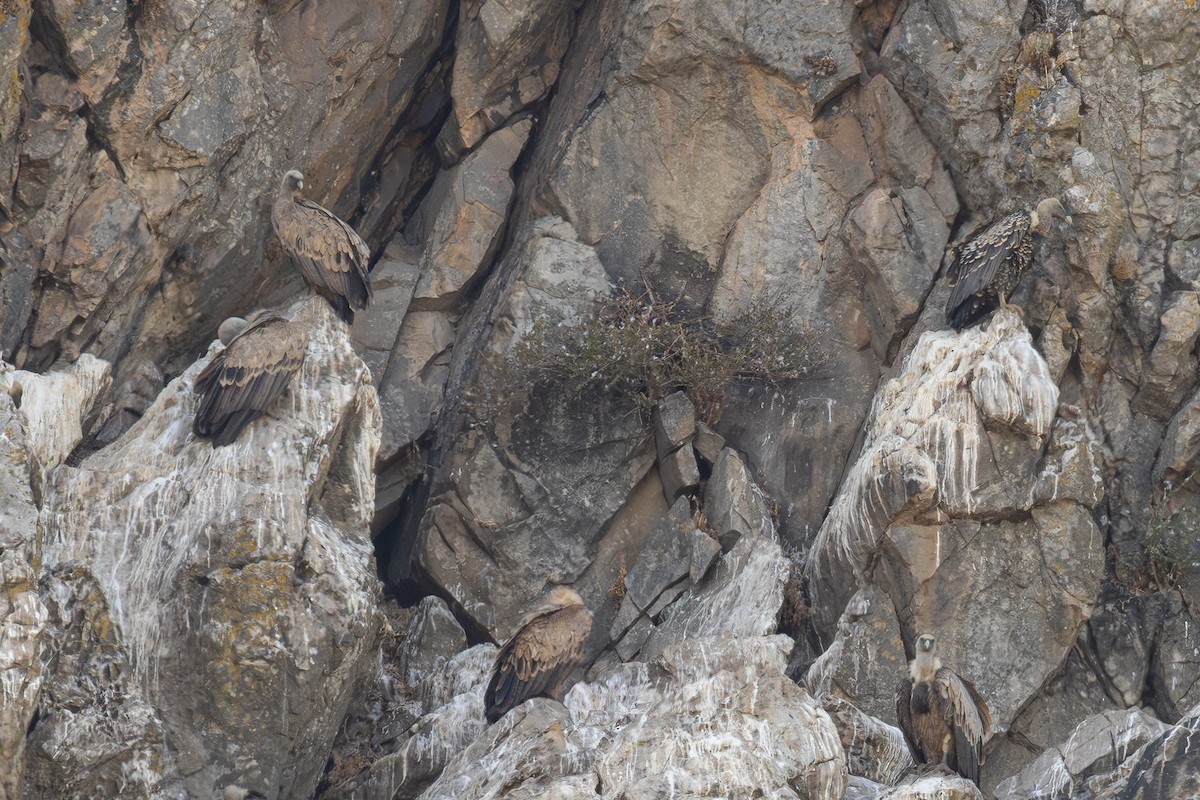 Rüppell's Griffon - ML642820053