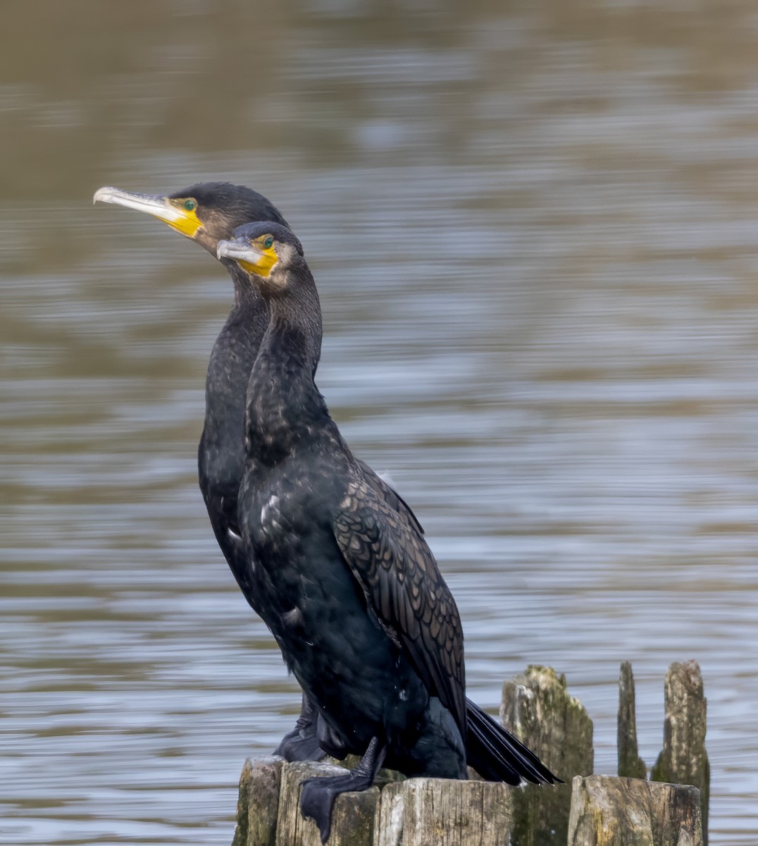 Great Cormorant - ML642820057
