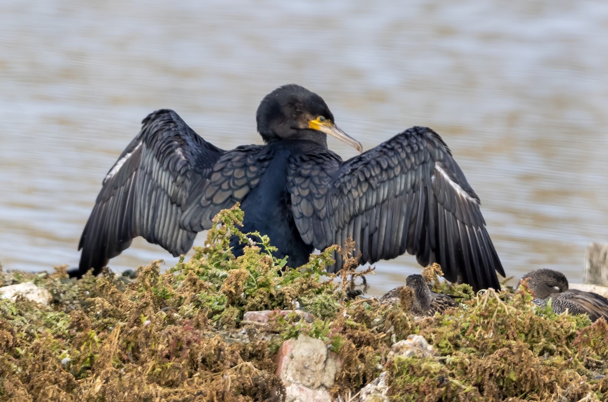 Great Cormorant - ML642820058