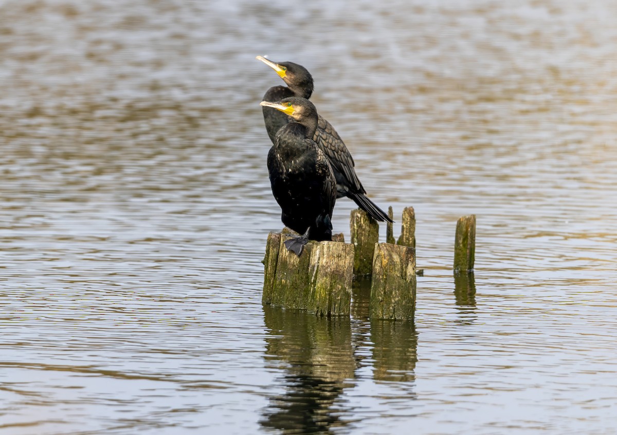 Great Cormorant - ML642820059