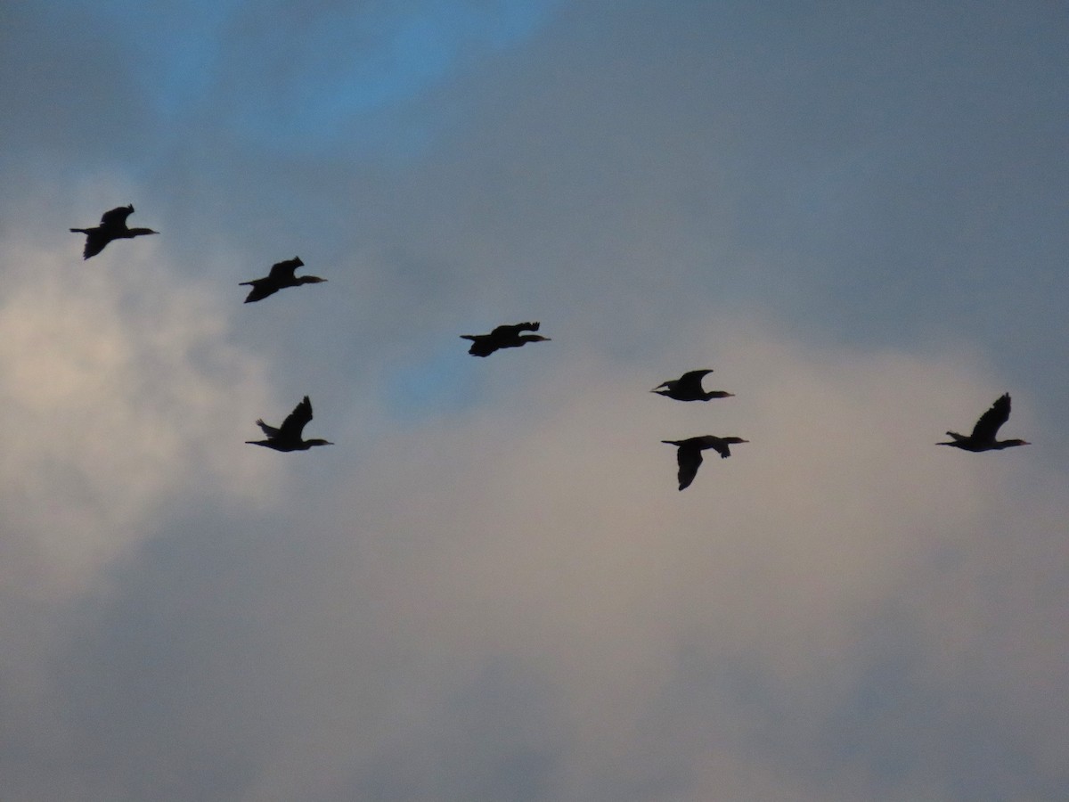 Double-crested Cormorant - ML642820067