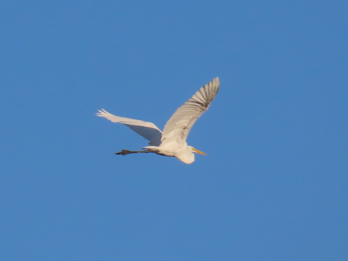 Цасч дэглий - ML642820074