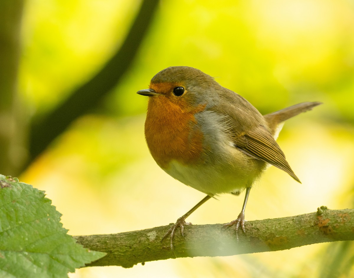 European Robin - ML642820088