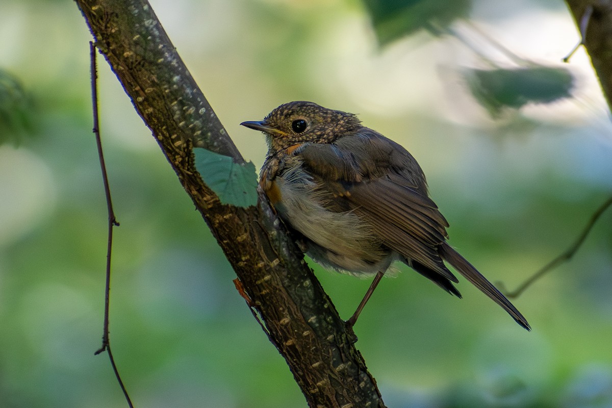 European Robin - ML642820092