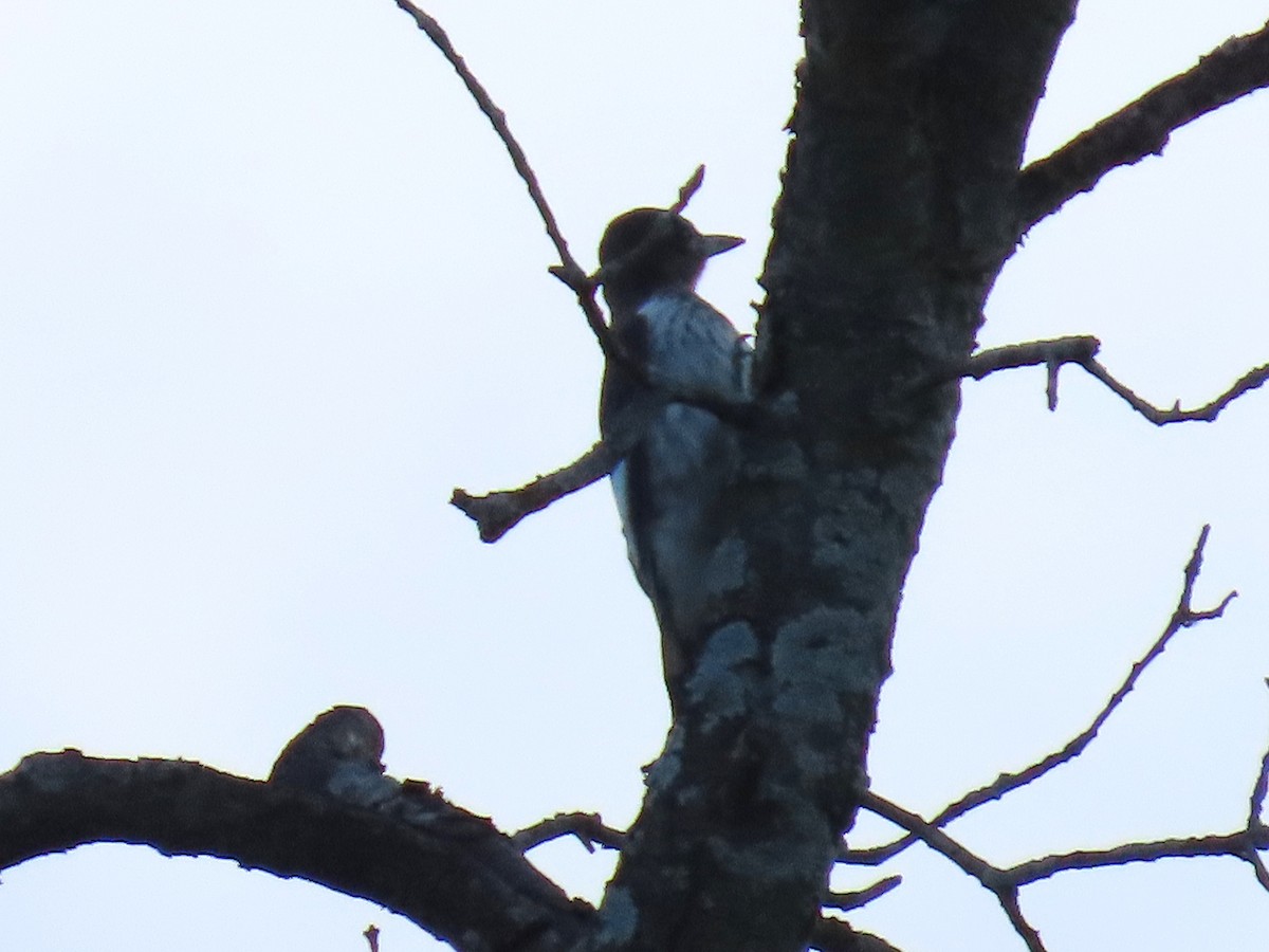 Red-headed Woodpecker - ML642820093