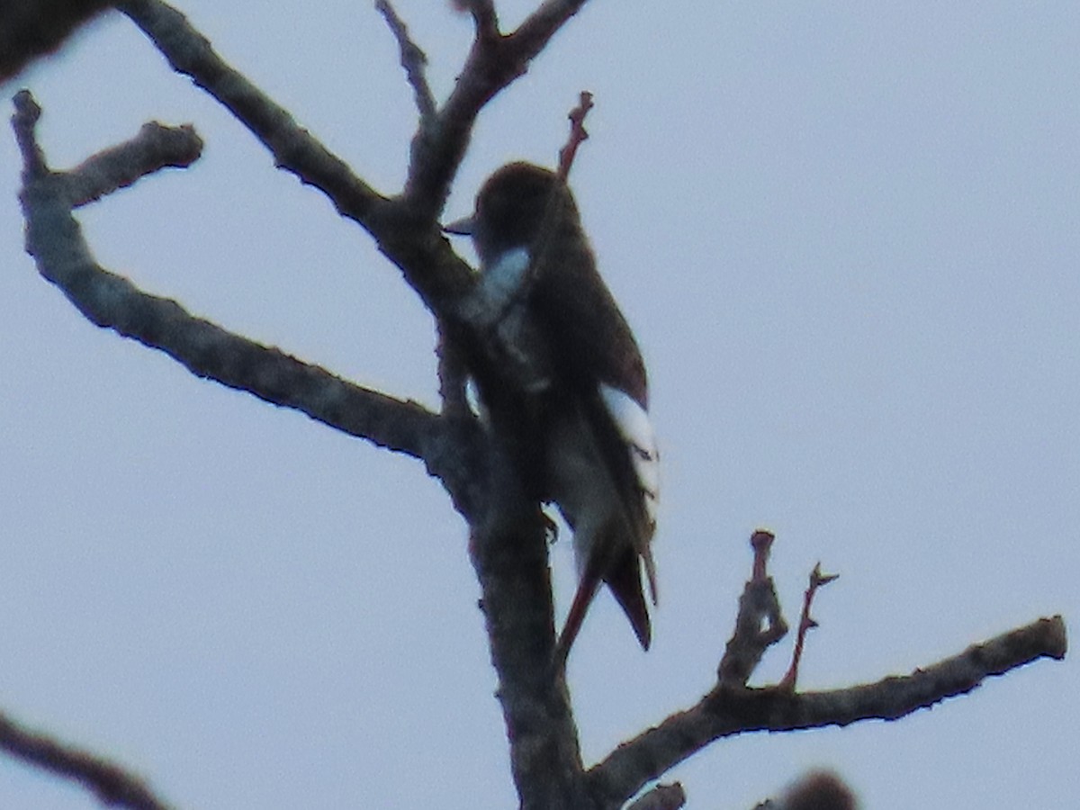 Red-headed Woodpecker - ML642820094