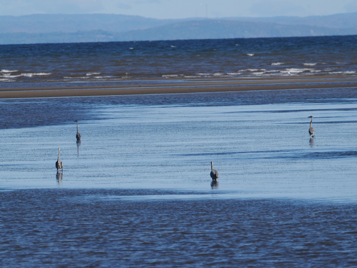 Great Blue Heron - ML642820095