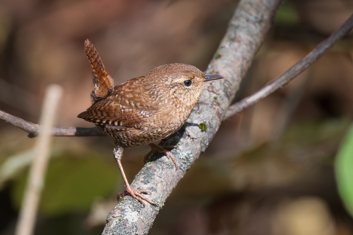 Winter Wren - ML642820103