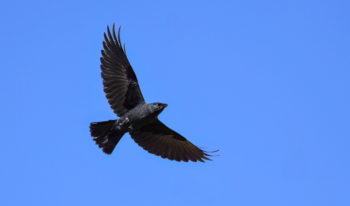 Eurasian Jackdaw - ML642820116