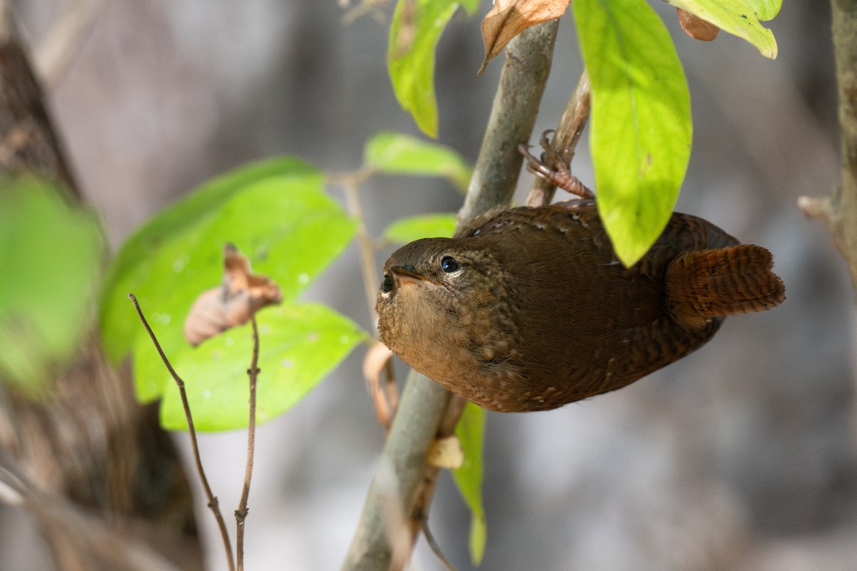Winter Wren - ML642820117