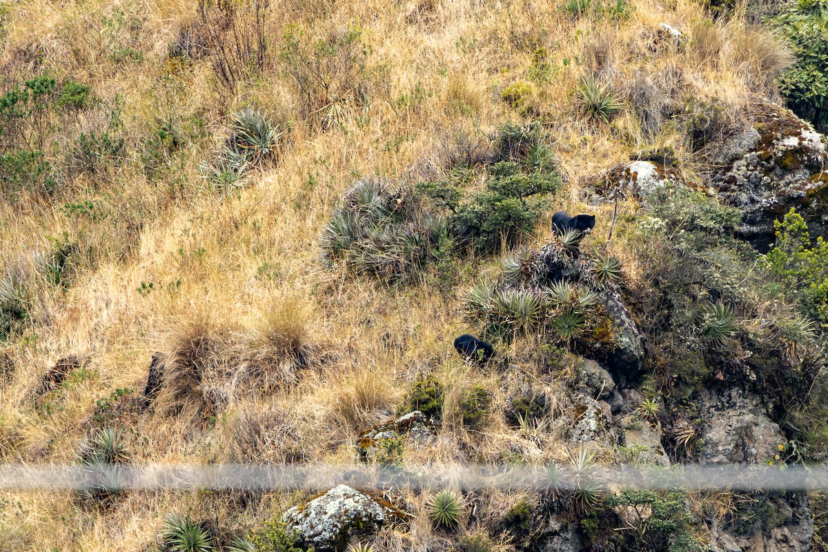 Animals - ML642820118