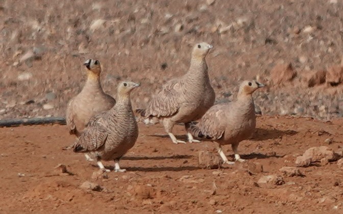 Crowned Sandgrouse - ML642820129