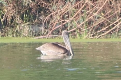 Brown Pelican - ML642820131