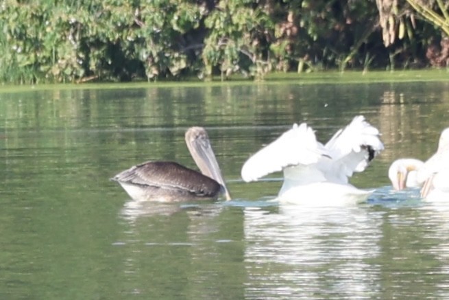 Brown Pelican - ML642820132