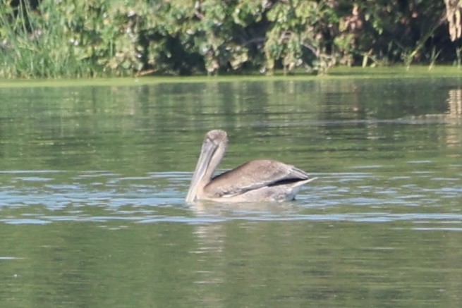Brown Pelican - ML642820133