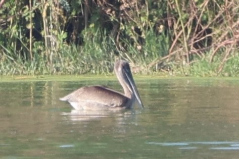 Brown Pelican - ML642820134