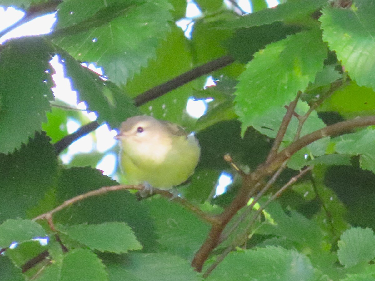 Warbling Vireo - ML642820137