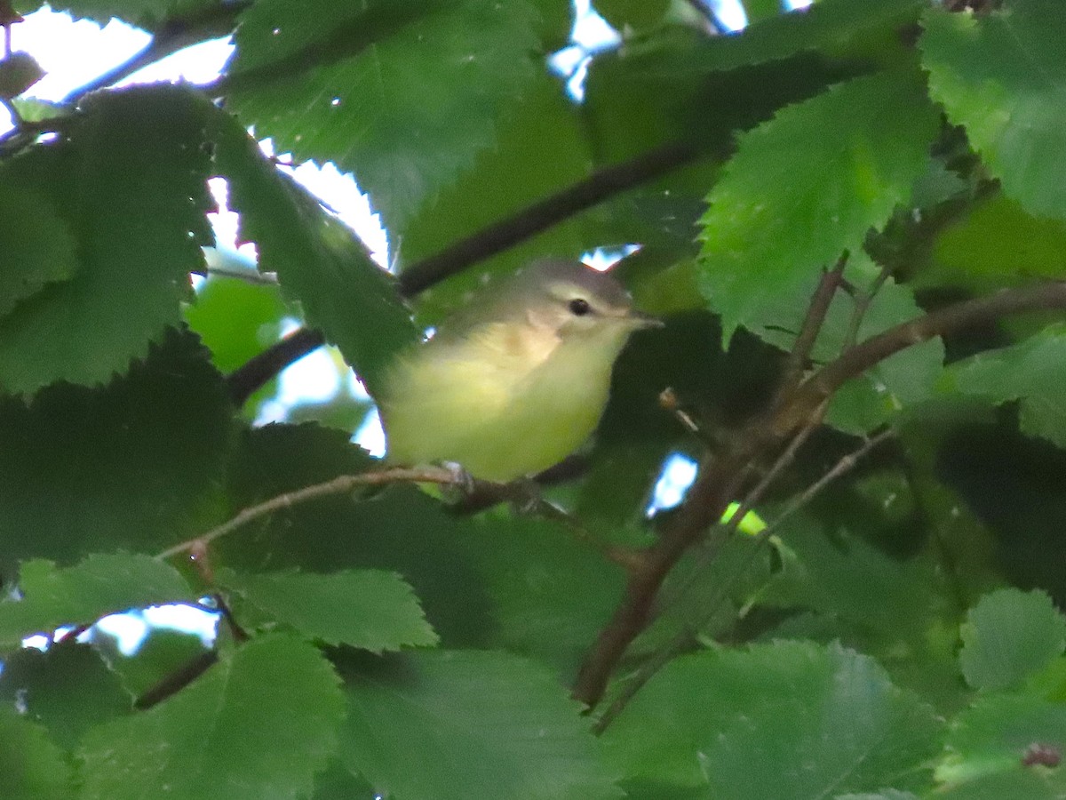Warbling Vireo - ML642820138