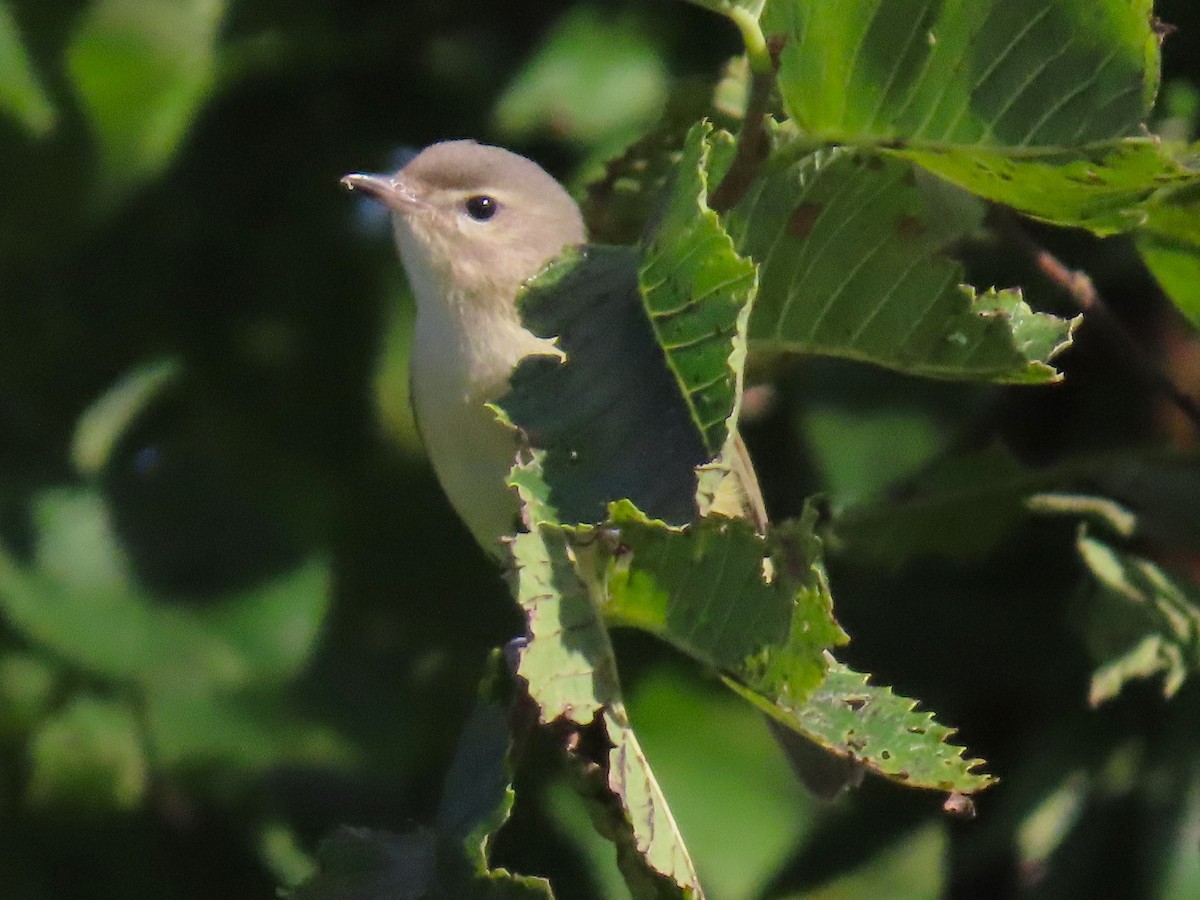 Warbling Vireo - ML642820139