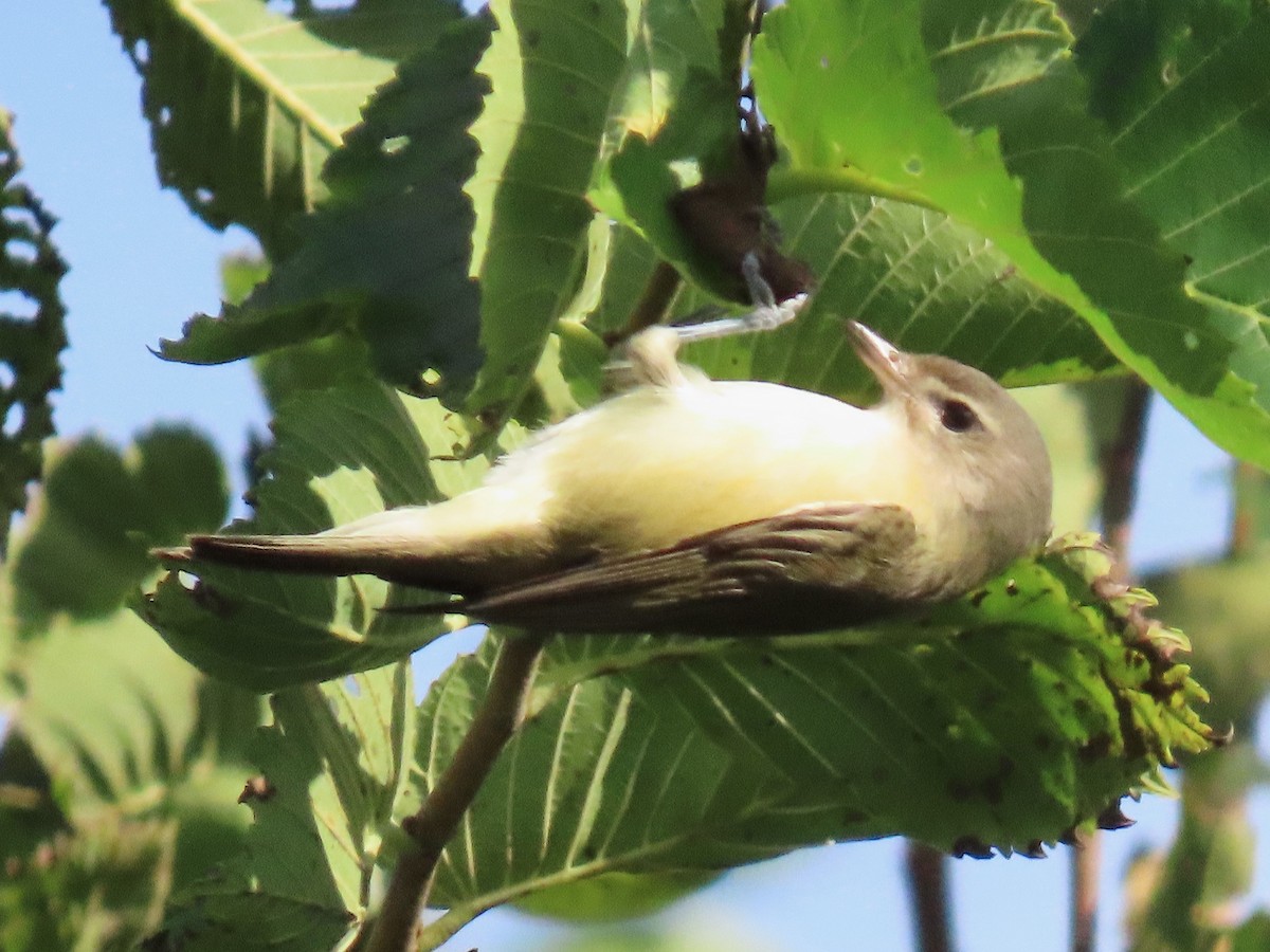 Warbling Vireo - ML642820140