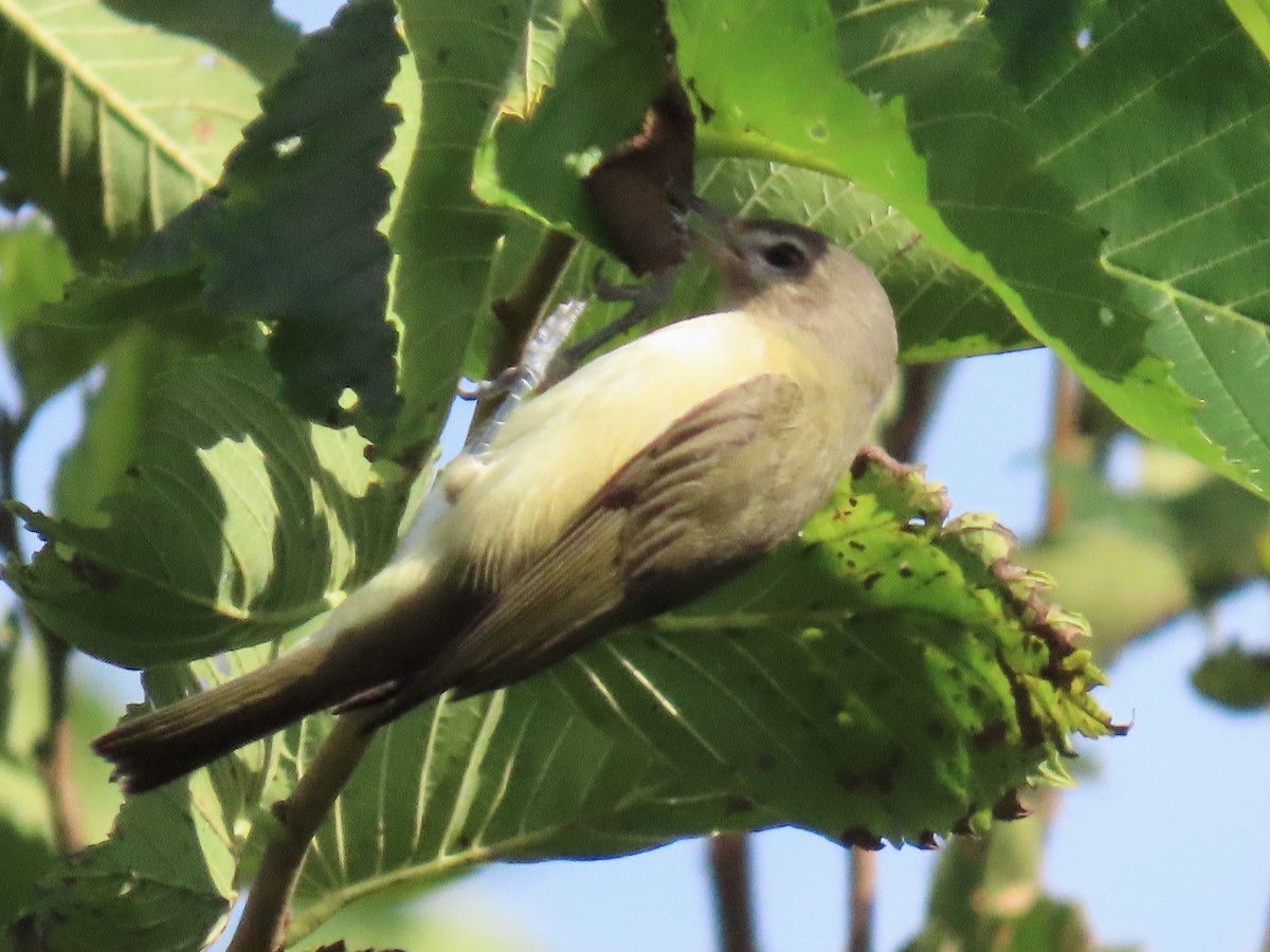 Warbling Vireo - ML642820141