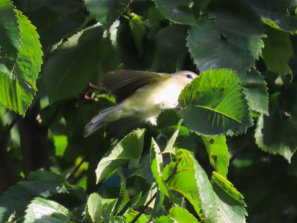 Warbling Vireo - ML642820143