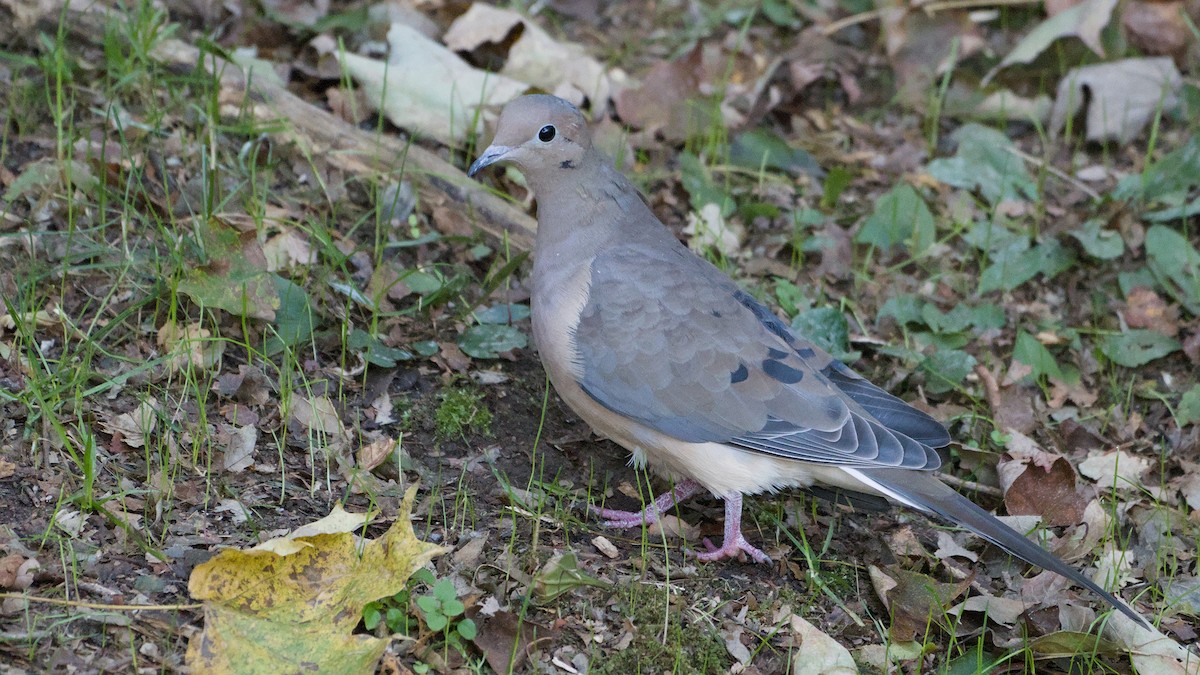 Mourning Dove - ML642820146