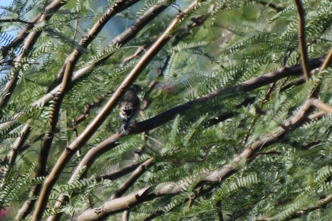 Lawrence's Goldfinch - ML642820147