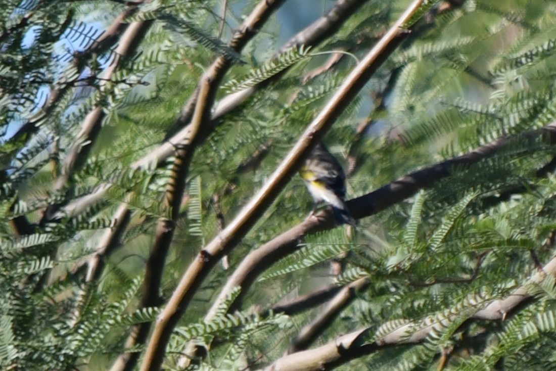Lawrence's Goldfinch - ML642820148