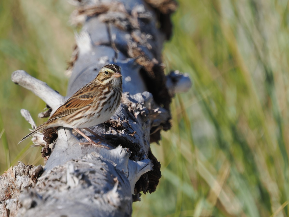 Savannah Sparrow - ML642820149